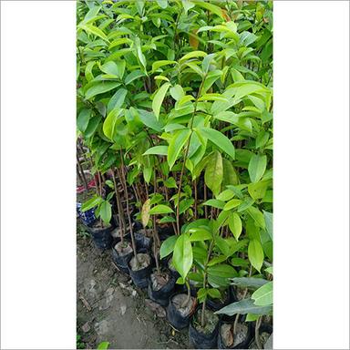 Green Corossol Plant