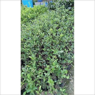 Green Hari Mohan 99 Apple Plant