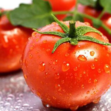 Fresh Tomato Moisture (%): Nil