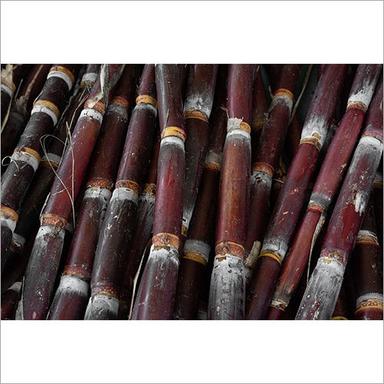 Red Fresh Sugarcane