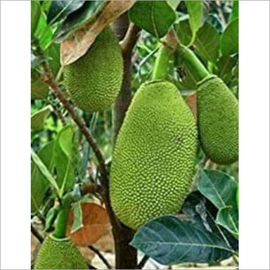Green Red Jackfruit Plant