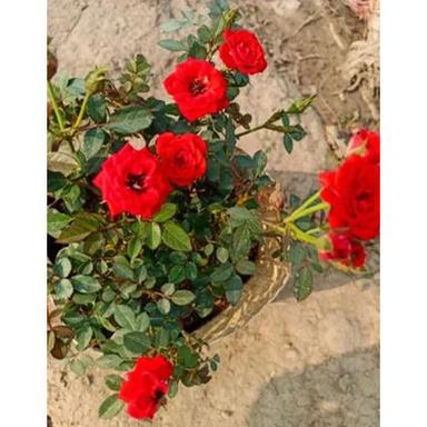 Different Available Red Rose Plant