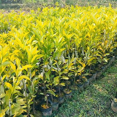 Different Available Kinnu Plant
