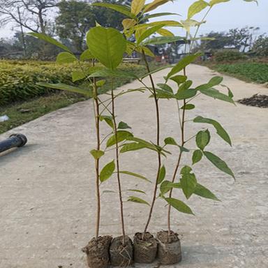 Different Available African Mahogany Plant