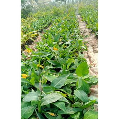 Different Available Kena Flower Plant
