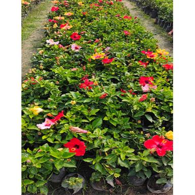 Different Available Hibiscus Plant