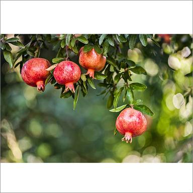 Organic Pomegranate Fruit