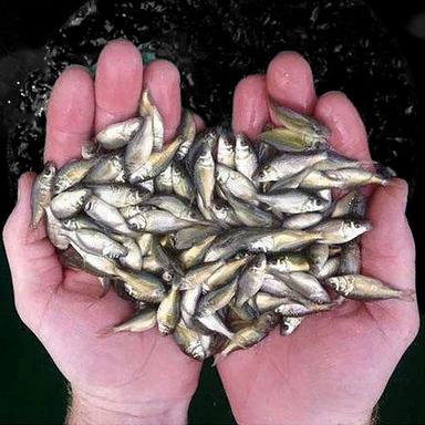 उच्च गुणवत्ता वाला ताजा मछली का बीज