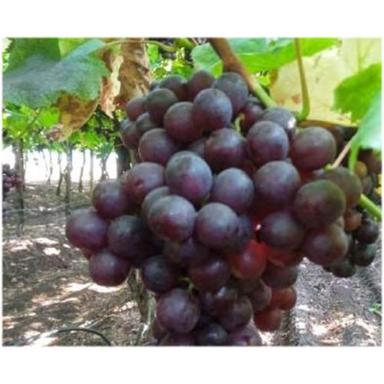 Common Red Flame Grapes