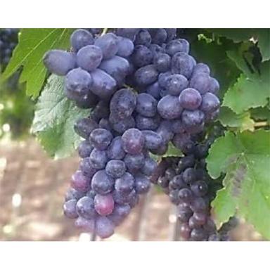 Common Black Sharad Grapes