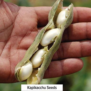 Common White Kotch Seed