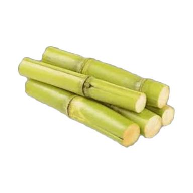 Common Natural Fresh Sugarcane