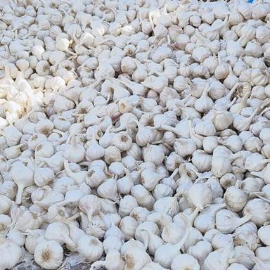 Fresh Organic Garlic Moisture (%): Nil