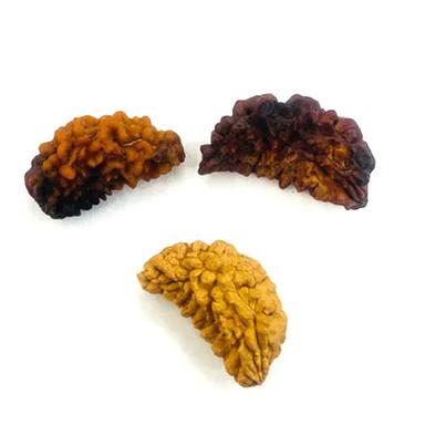 Multiple Use 1 Mukhi Rudraksha