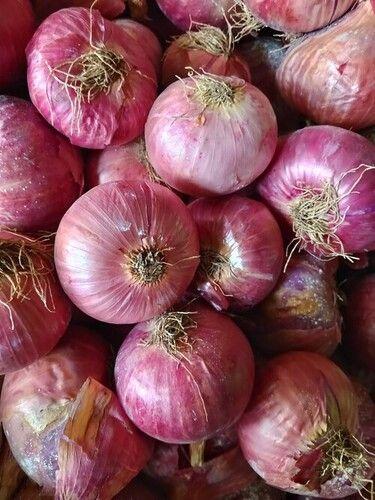 Red Onion