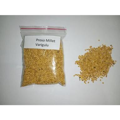 Common Proso Millet