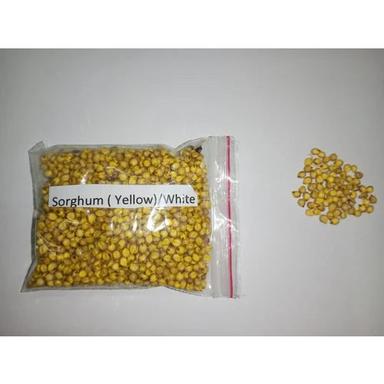 Common Yellow Sorghum