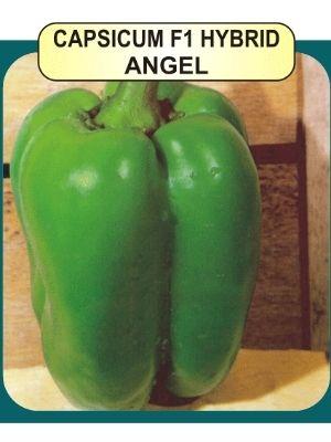 Capsicum F1 Seeds Weight: 10Gm Per Pack Grams (G)