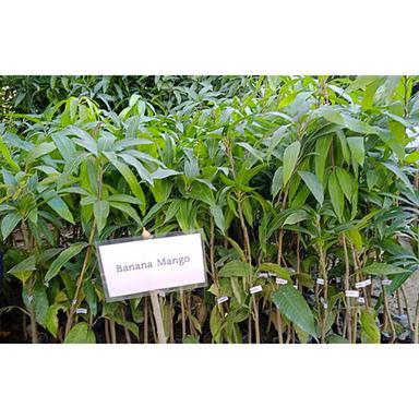 Different Available Thai Banana Plant