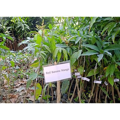 Different Available Thai Red Banana Plant