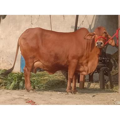 Different Available Brown Gir Cow