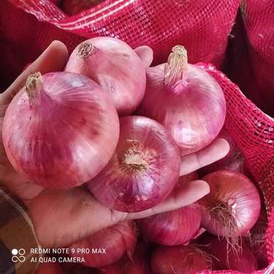 Red Onion Shelf Life: 7 Days