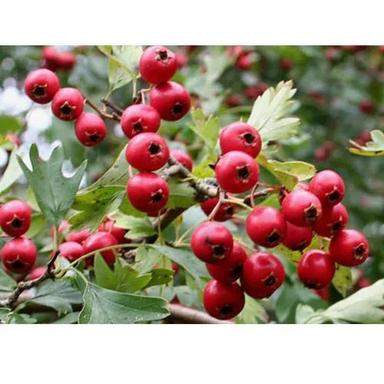 Hawthorn Berry Extract Ingredients: Herbs