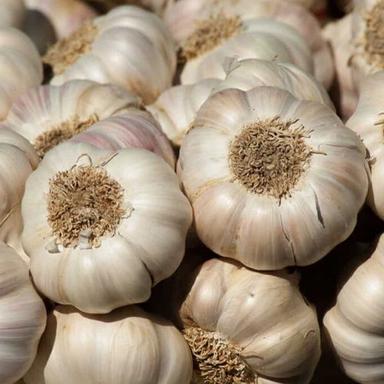 Fresh Garlic Preserving Compound: As Per Industry Norms