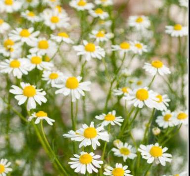 German Chamomile extract