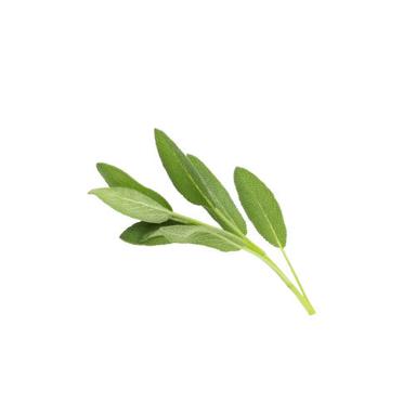 Fresh Sage Leaves Age Group: Suitable For All