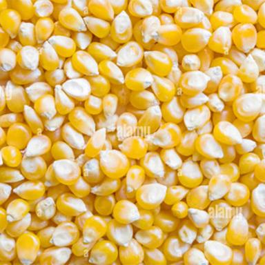 Common Yellow Corn