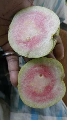 Guava Red Diamond