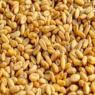 Wheat And Wheat Flour Grade: Food Grade