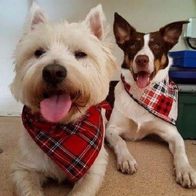 Red Checkered Dog Bandana