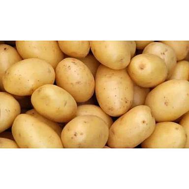 Kufri Chipsona Potato Moisture (%): Nil