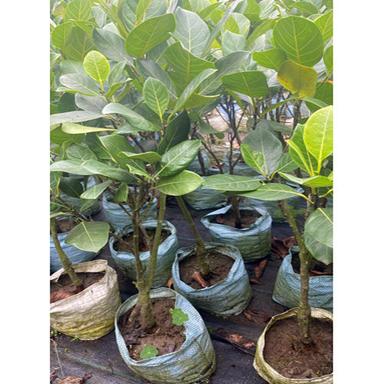 Different Available Red Jackfruit Plant