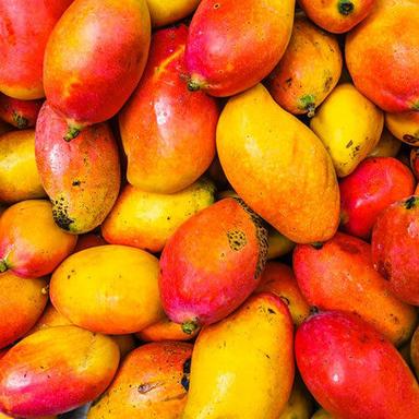 Common Fresh Mango