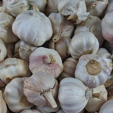 Fresh White Garlic Moisture (%): Nil