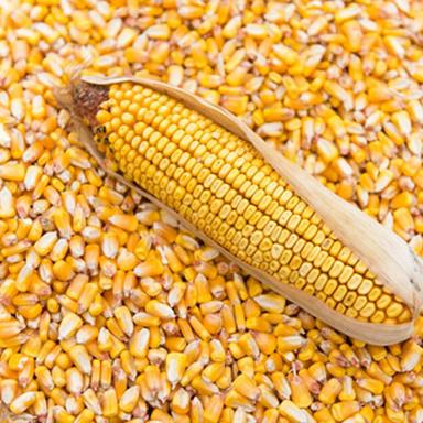 Common Indian Maize Corn Seed