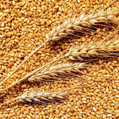 Organic Nutrition Wheat