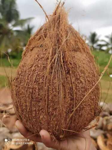 Common Fresh Brown Coconut