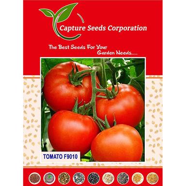 Common F9010 Tomato Seed