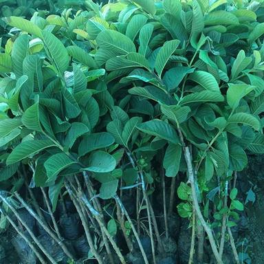 Different Available Red Diamond Guava Fruit Plant