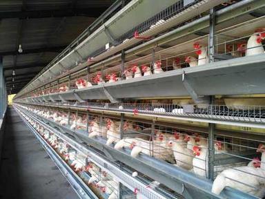 Steel Layer Cage / Battery Cage / Automatic Cage