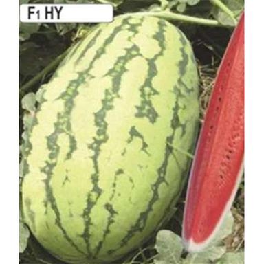 Rustam HYB Water Melon
