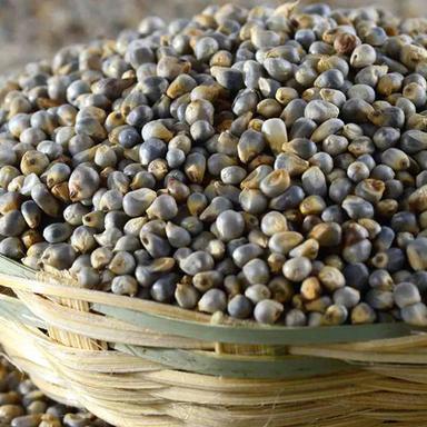 Common Bajra Seeds
