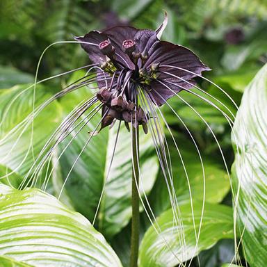 Maroon Stunning Black Bat Flower Plant