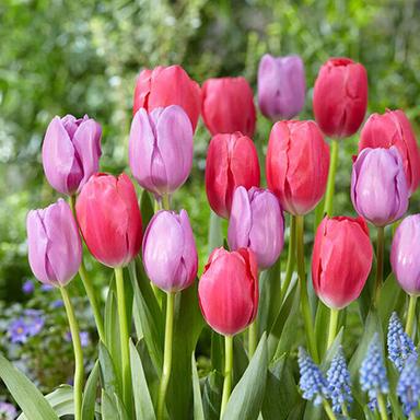 Pink Lovely Mixed Color Tulip Flower Bulbs