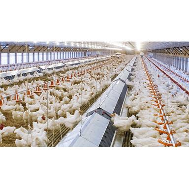 Steel Poultry Feeding System