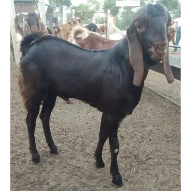 Different Available Livestock Kota Goat